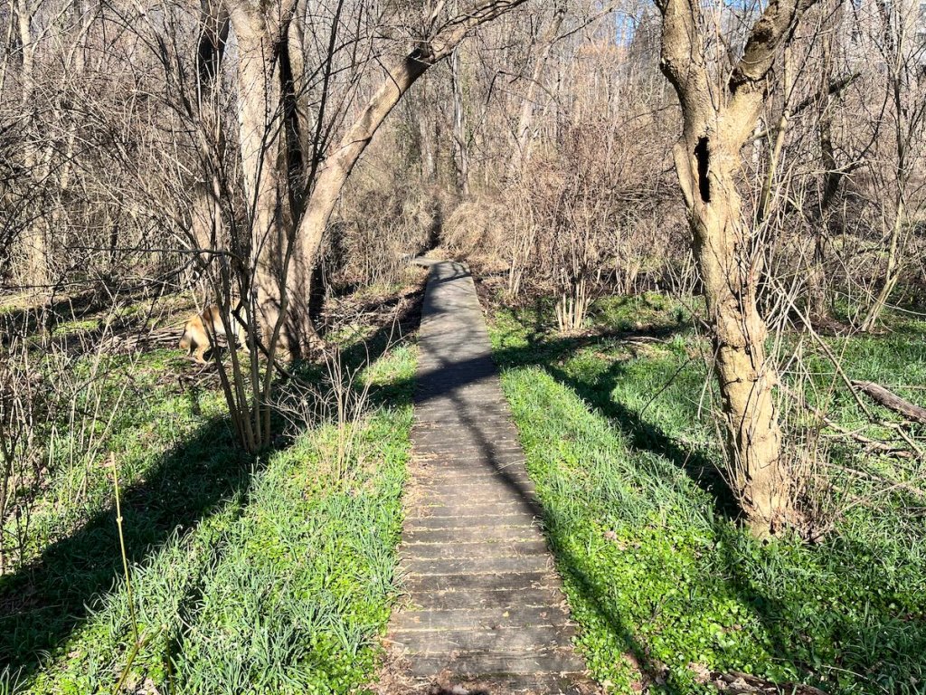 The trail is greening in the Wissahickon trails around Philadelphia, PA in March.