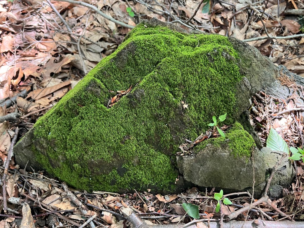 What Stuttering Taught Me About Change&nbsp;Leadership