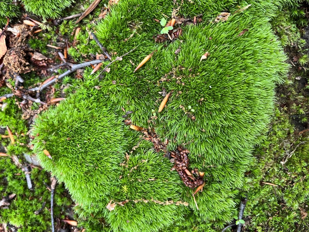 Just one amazing tuft of moss among an endless run of it in the Wissahickon woods, Philadelphia, PA | Emily Mercier (May 2025)