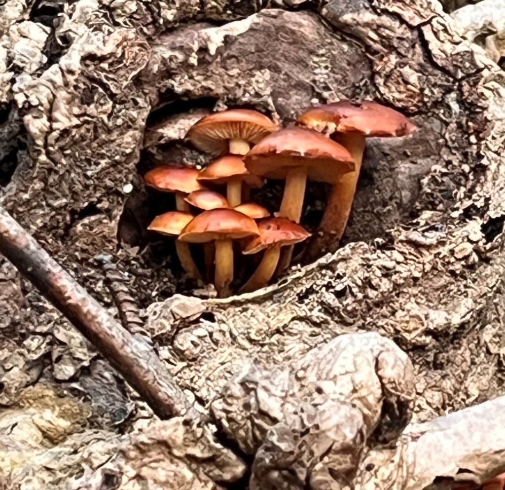 Mushrooms nestled in a wood know | Emily Mercier (December 2025)