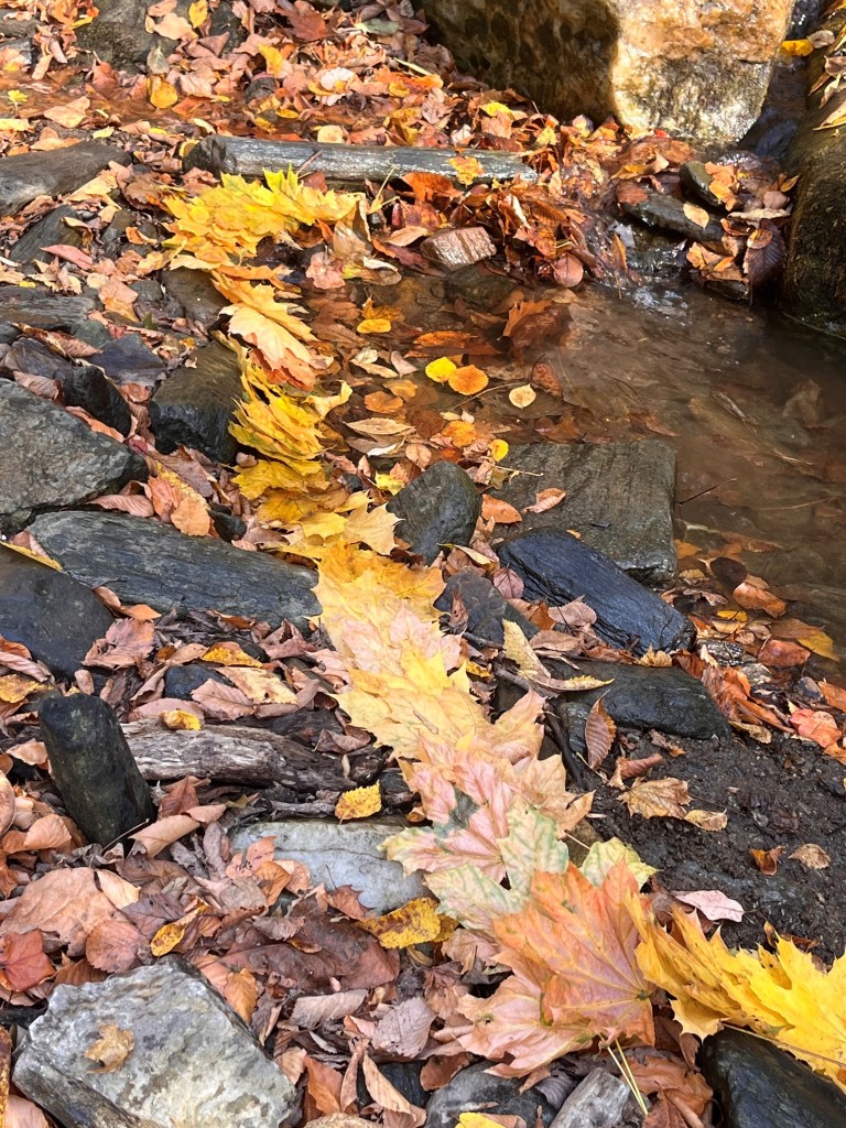 Channeling my inner Andrew Goldsworthy while my dog splashes around | Emily Mercier (Oct 2024)