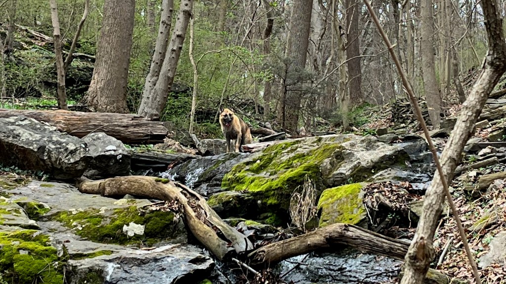 Sammy reigns over the a section of the creek as the moss explodes