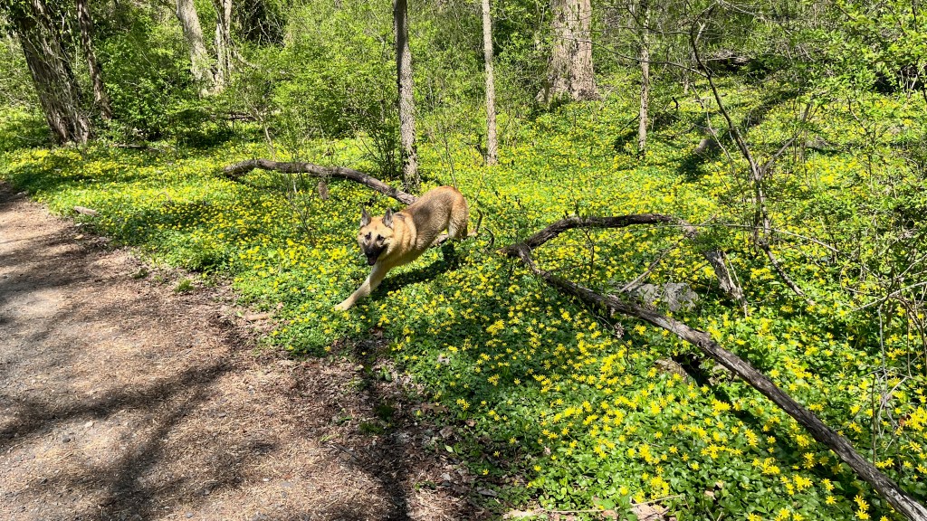 Sammy Rex in the Wissahickon, spring 2026