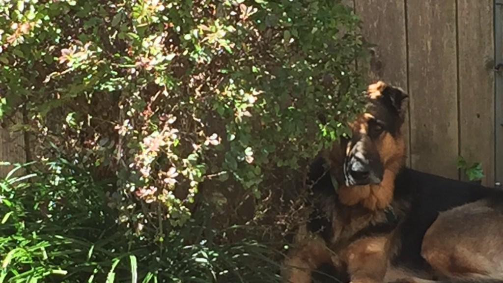 Woodrow spying on me, September 2017