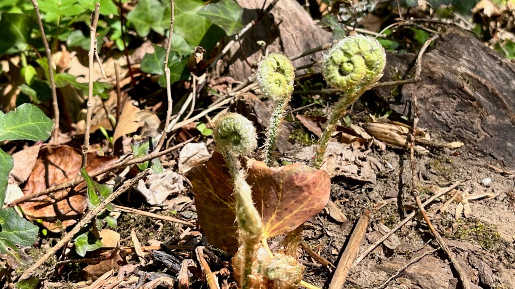 Unfurling ostrich ferns in April. Wissahickon Woods, Philadelphia, PA | 2026