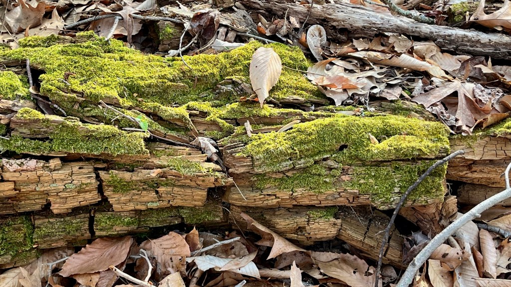 Fallen tree being overtaken by moss in the Wissahickon woods. April 2026